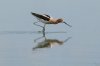 normal_American-Avocet-Willcox-Lake-060409-02-ED.jpg