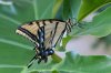 normal_Two-tailed-Swallowtail-Home-060809-01-ED.jpg