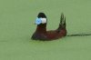 normal_Ruddy-Duck-Willcox-062809-08-ED.jpg