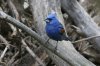 normal_Blue-Grosbeak-Empire-Gulch-062809-08-ED.jpg