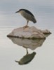 normal_Black-crowned-Night-Heron-Willcox-062809-04-ED.jpg