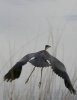 normal_Great-Blue-Heron-Willcox-062809-02-ED.jpg