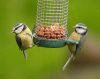 Blue_Tits_Parus_caeruleus.jpg