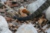 normal_Black-tailed-Rattlesnake-Ramsey-Canyon-072409-03-ED.jpg