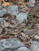 normal_Black-tailed-Rattlesnake-Ramsey-Canyon-072409-07-ED.jpg