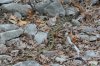 normal_Black-tailed-Rattlesnake-Ramsey-Canyon-072409-11-ED.jpg