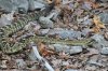 normal_Black-tailed-Rattlesnake-Ramsey-Canyon-072409-15-ED.jpg