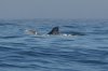 normal_Blue-Whale-Bodega-Bay-092009-06-ED.jpg