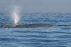 normal_Blue-Whale-Bodega-Bay-092009-07-ED.jpg