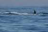 normal_Blue-Whale-Bodega-Bay-092009-21-ED.jpg