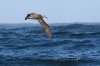 normal_Black-footed-Albatross-Bodega-Bay-091809-06-ED.jpg