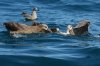 normal_Black-footed-Albatross-Bodega-Bay-091809-27-ED.jpg