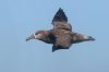 normal_Black-footed-Albatross-Bodega-Bay-092009-01-ED.jpg