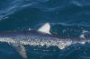 normal_Blue-Shark-Bodega-Bay-092009-03-ED.jpg