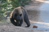 normal_Black-Bear-Yosemite-092109-19-ED.jpg