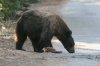 normal_Black-Bear-Yosemite-092109-22-ED.jpg