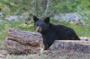 normal_Black-Bear-Yosemite-092109-09-ED.jpg