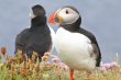 Atlantic-Puffin-Sumburgh-18-0624-44.jpg