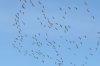 normal_Sandhill-Crane-Whitewater-Draw-211209-03-ED.jpg