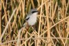 normal_Loggerhead-Shrike-Whitewater-Draw-211209-01-ED.jpg