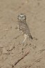 normal_Burrowing-Owl-Pinal-Air-Park-010810-06-ED.jpg