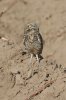 normal_Burrowing-Owl-Pinal-Air-Park-010810-14-ED.jpg