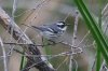 normal_Black-throated-Gray-Warbler-Sweetwater-011310-02-ED.jpg