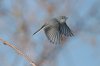 normal_Blue-gray-Gnatcatcher-Gilbert-Water-Ranch-011410-03-ED.jpg