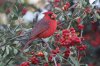 normal_Northern-Cardinal-Tumacacori-011310-02-ED.jpg