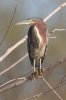 normal_Green-Heron-Gilbert-Water-Ranch-011410-03-ED.jpg