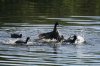 American-Coot-Sweetwater-013110-02-ED.jpg