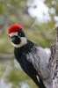 Acorn-Woodpecker-Madera-Canyon-020110-06.jpg