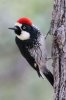 Acorn-Woodpecker-Madera-Canyon-020110-08.jpg