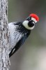 Acorn-Woodpecker-Madera-Canyon-020110-09.jpg