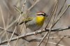 Rufous-capped-Warbler-Florida-Canyon-022110-25.jpg