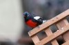 Painted-Redstart-Madera-Canyon-022110-04.jpg