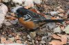 Spotted-Towhee-Madera-Canyon-022110-10.jpg