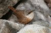 Canyon-Wren-Madera-Canyon-022110-12.jpg