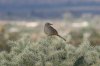 Curve-billed-Thrasher-Continental-022110-01.jpg