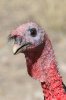 Wild-Turkey-Madera-Canyon-032210-03.jpg