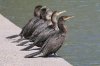 Neotropic-Cormorant-Silverbell-Lake-032710-06.jpg