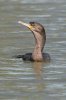 Neotropic-Cormorant-Silverbell-Lake-032710-08.jpg