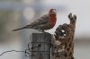 House-Finch-Ed's-House-032710-04.jpg