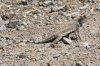 Zebra-tailed-Lizard-Sweetwater-040510-02.jpg