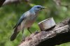 Mexican-Jay-Ash-Canyon-10-0423-02.jpg