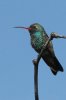 Broad-billed-Hummingbird-Patagonia-Lake-041210-02.jpg