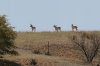 Pronghorn-Antelope-Las-Cienegas-10-0414-02.jpg