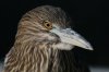 Black-crowned-Hight-Heron-Sweetwater-10-0505-11.jpg