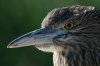 Black-crowned-Hight-Heron-Sweetwater-10-0505-20.jpg