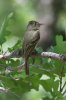 Cordilleran-Flycatcher-Lake-of-the-Woods-10-0606-06.jpg